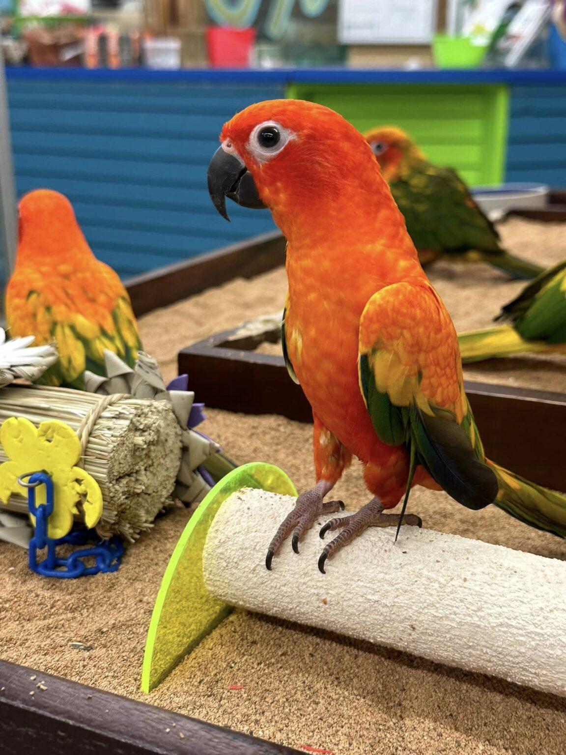 Image showcasing Grooming – Bird Paradise
